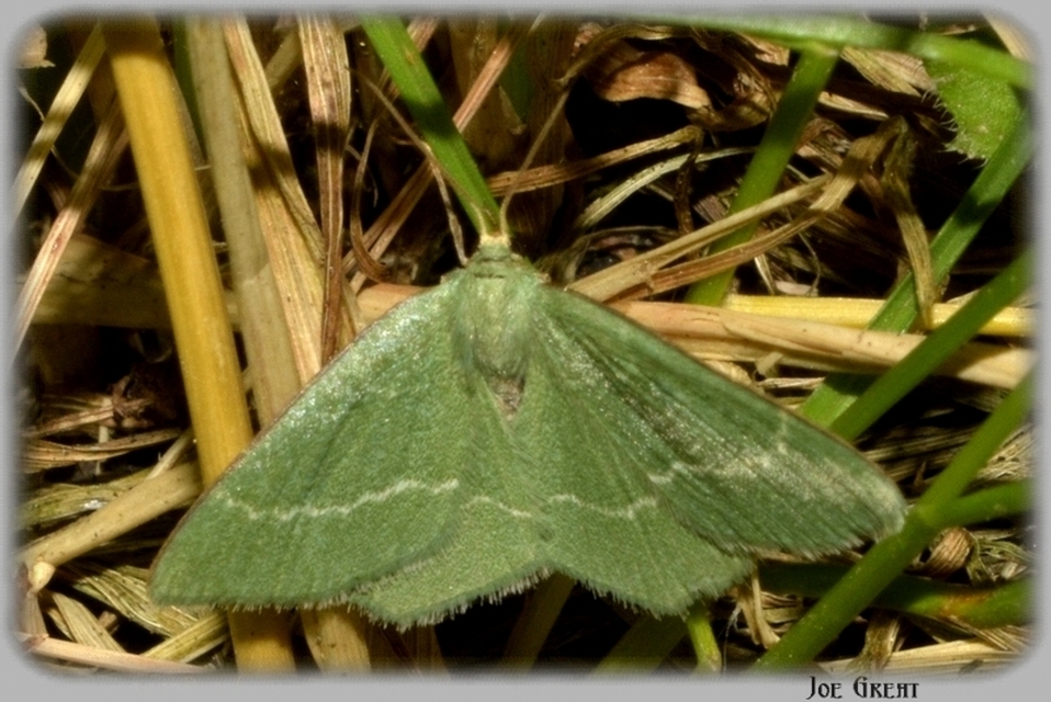 Chlorissa cloraria - sárgászöld araszoló