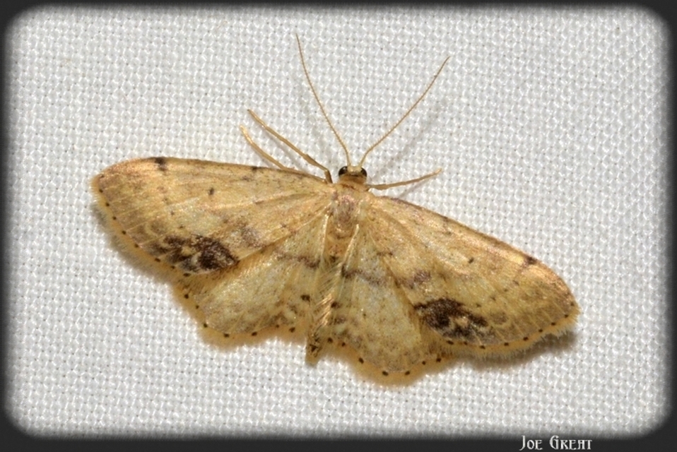 Idaea dimidiata - gyakori apróaraszoló