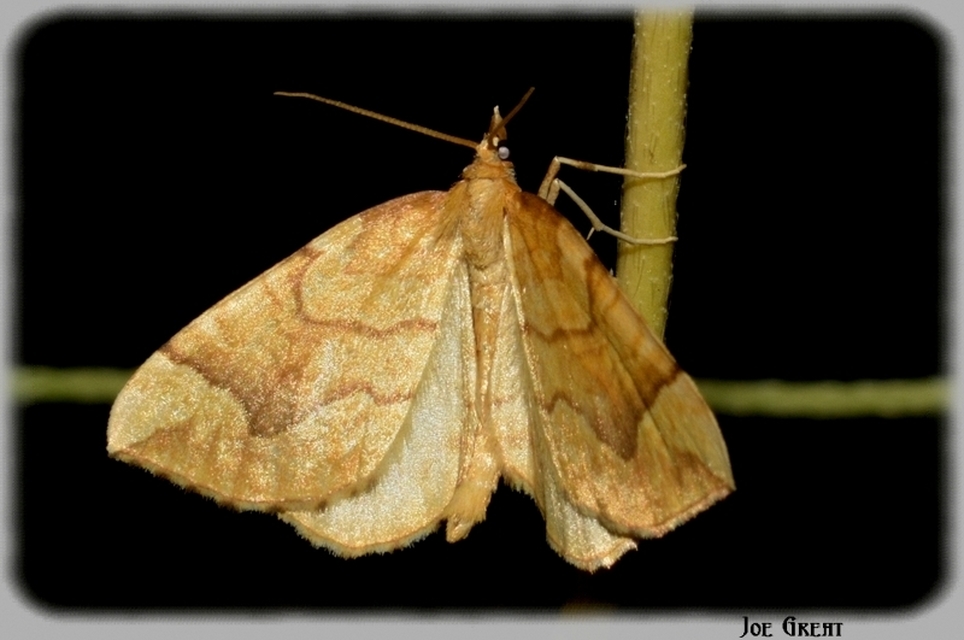 Eulithis mellinata - feketeribiszke-araszoló