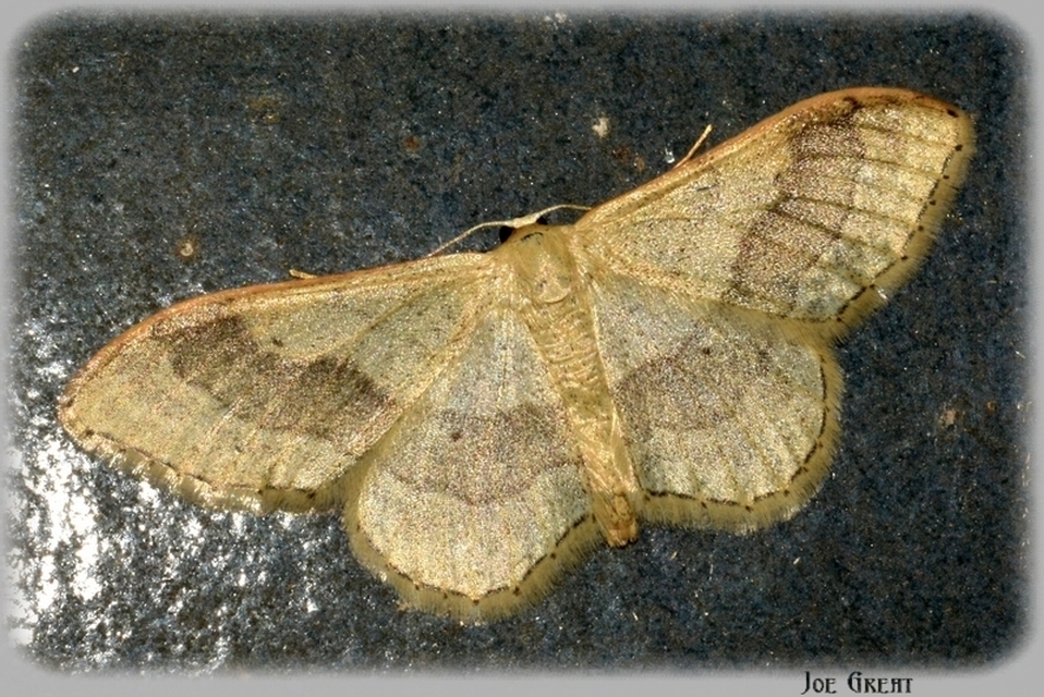Idaea aversata - nagy sávosaraszoló