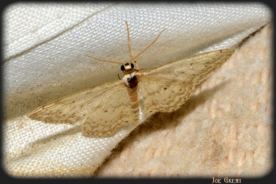 Idaea seriata - szürke apróaraszoló