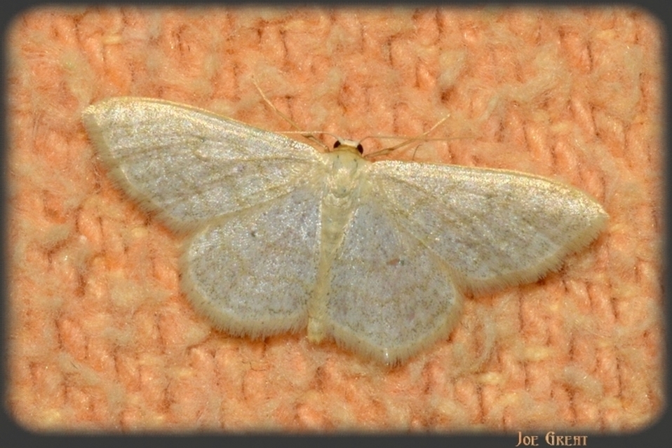 Idaea subsericeata - ötvonalas apróaraszoló