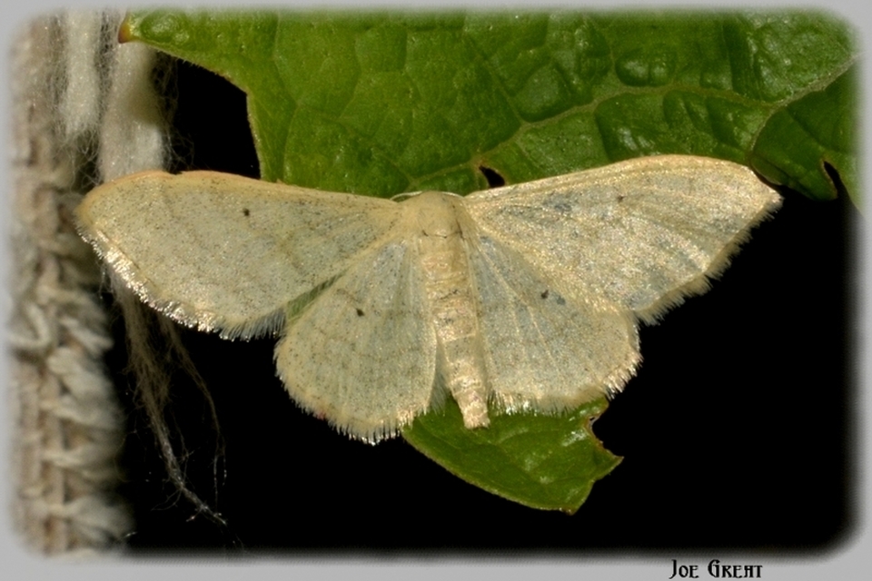 Idaea straminata - szalmasárga sávosaraszoló