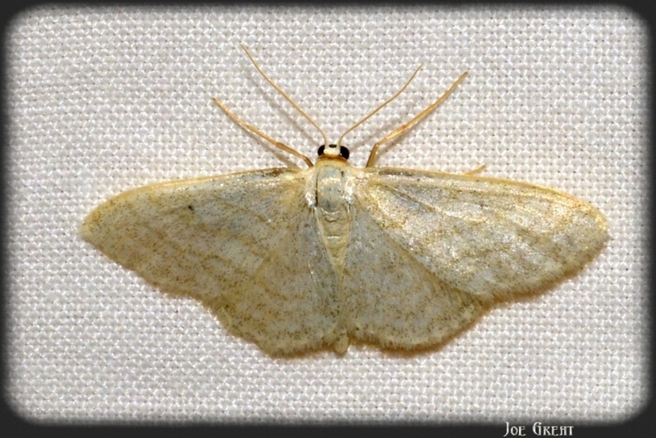 Idaea subsericeata - ötvonalas apróaraszoló
