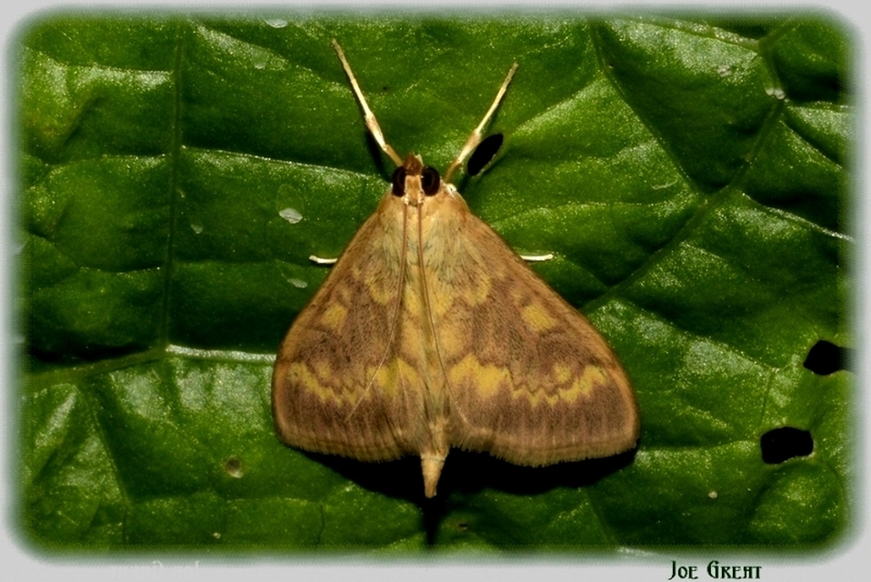 Ostrinia nubilalis - kukoricamoly