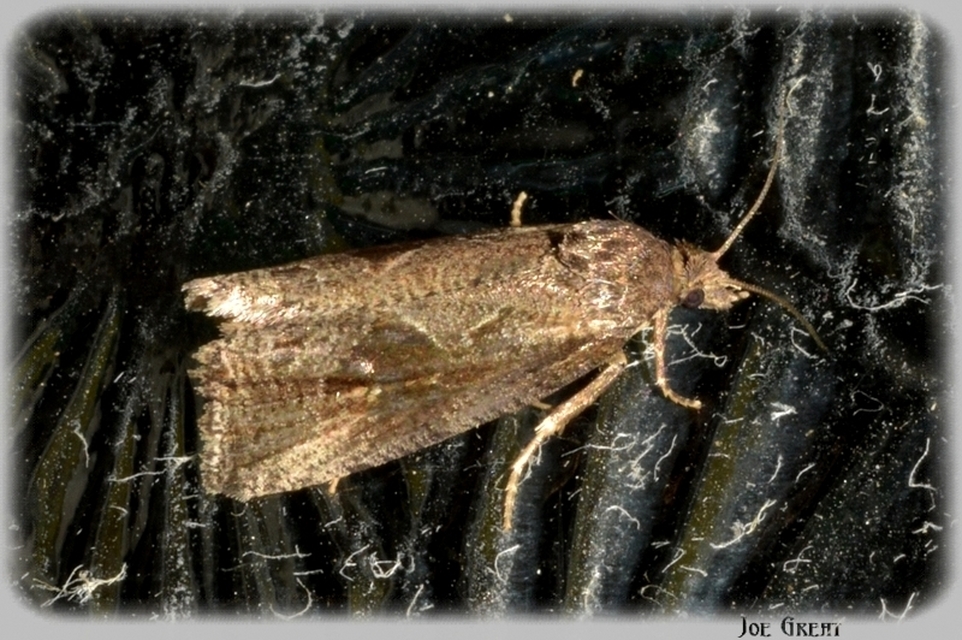 Endothenia quadrimaculana - mocsári tükrösmoly