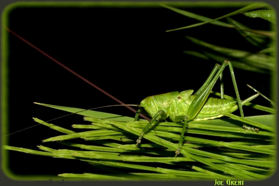 Tettigonia