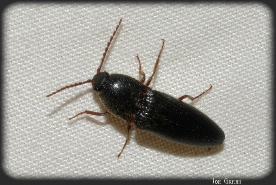 Elateridae - pattanóbogárfélék