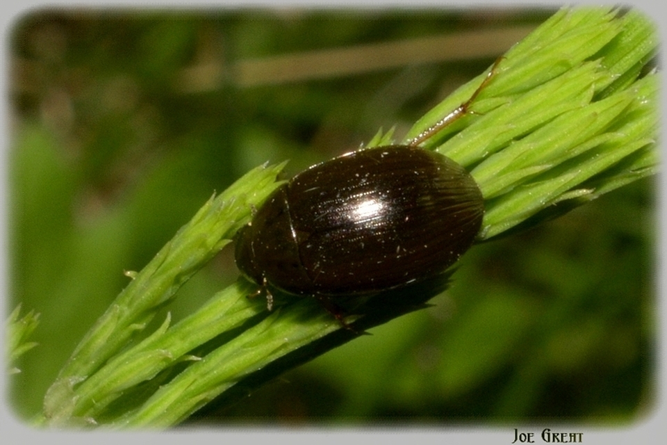 Hydrobius