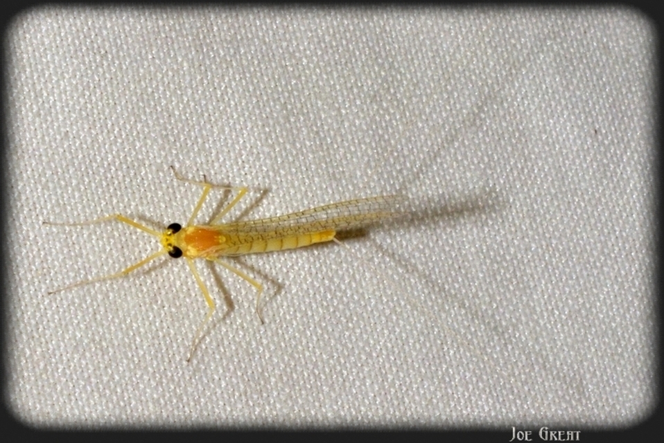 Heptagenia sulphurea