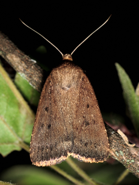 Amphipyra tragopoginis - bakszakállbagoly