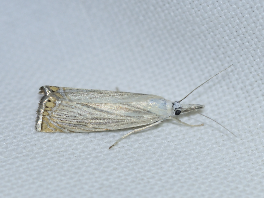 Chrysoteuchia culmella - kerti fűgyökérmoly