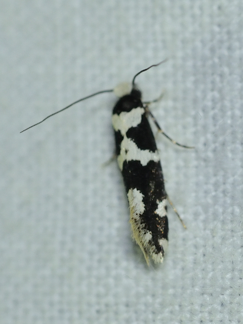 Neurothaumasia ankerella - magyarmoly