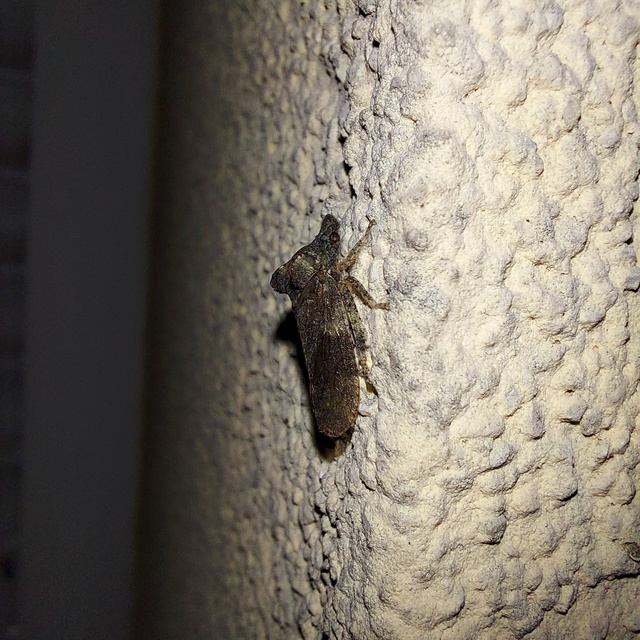 Ledra aurita - füleskabóca