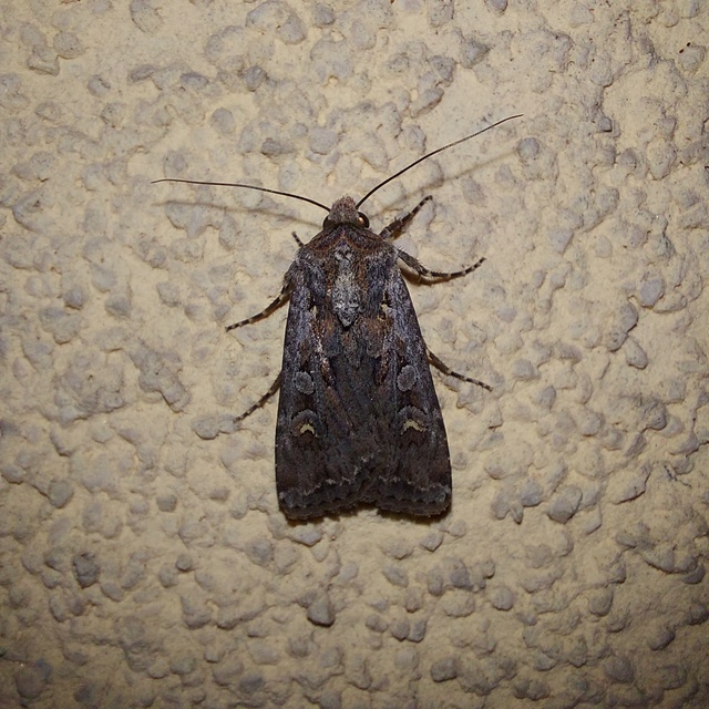 Euxoa tritici/nigrofusca/eruta