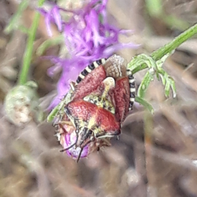 Carpocoris