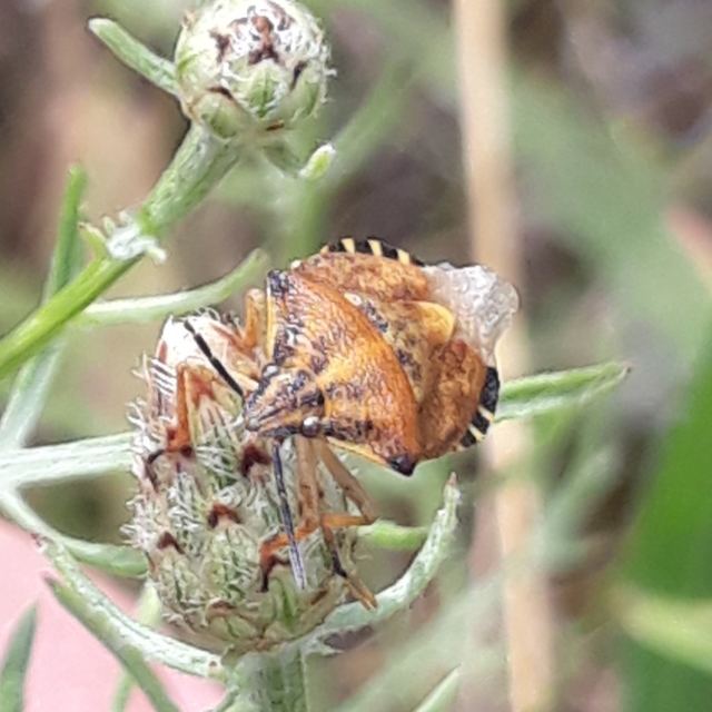 Carpocoris