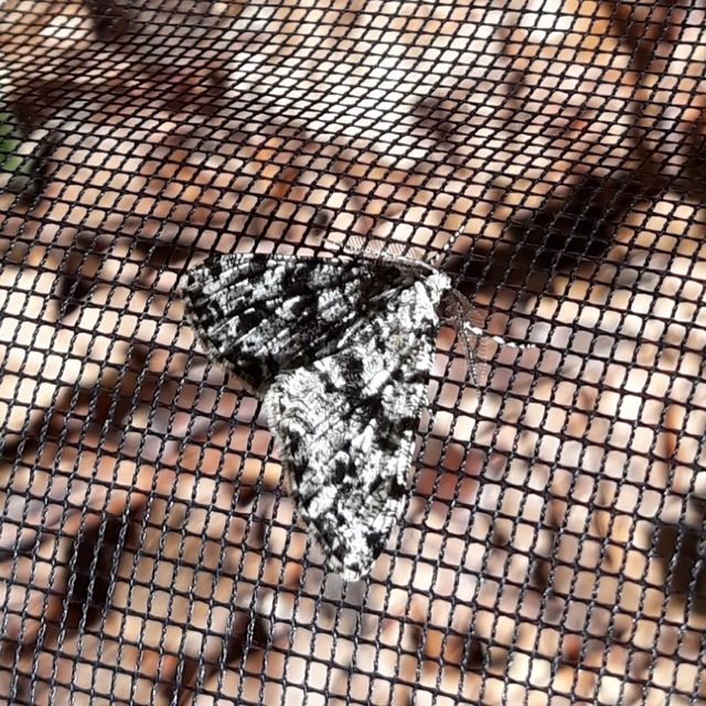 Fagivorina arenaria - bükkfaaraszoló