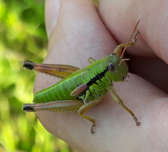 Pseudopodisma nagyi - Nagy-hegyisáska