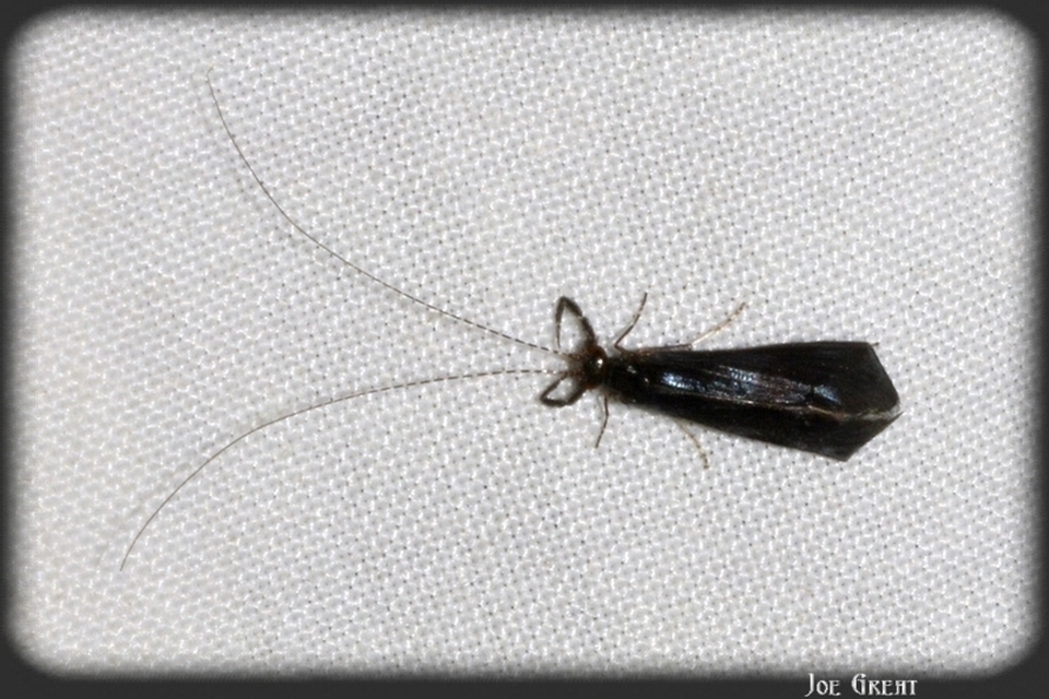 Trichoptera - Tegzesek