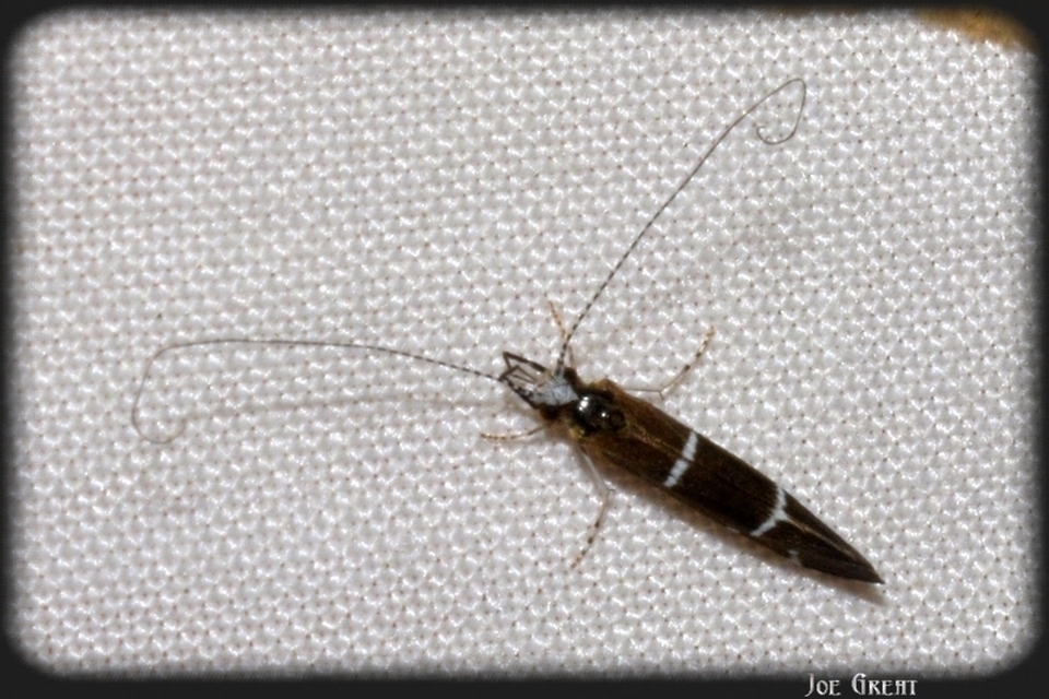 Trichoptera - Tegzesek