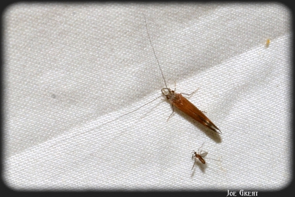 Trichoptera - Tegzesek