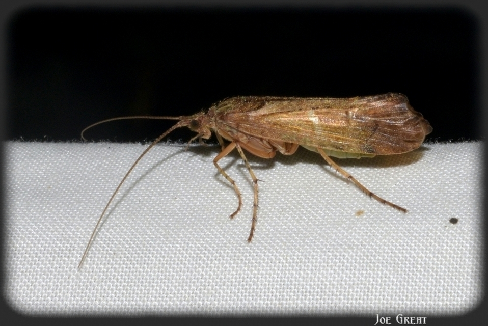 Trichoptera - Tegzesek