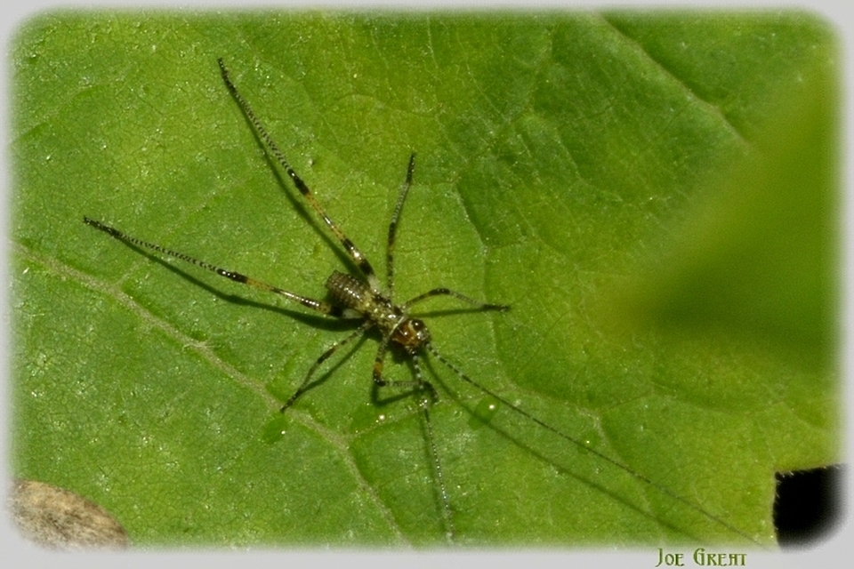 Phaneroptera