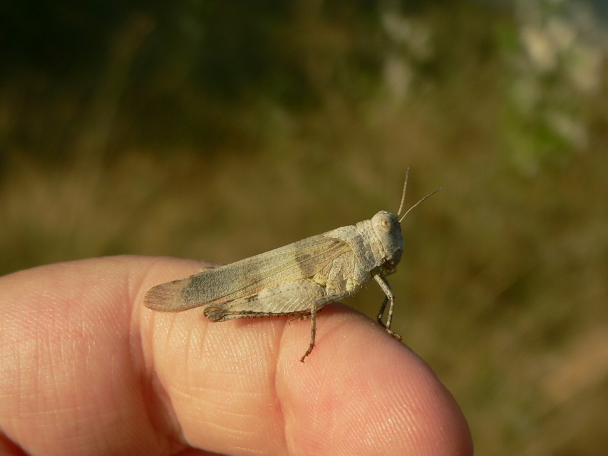Oedipoda caerulescens - kékszárnyú sáska
