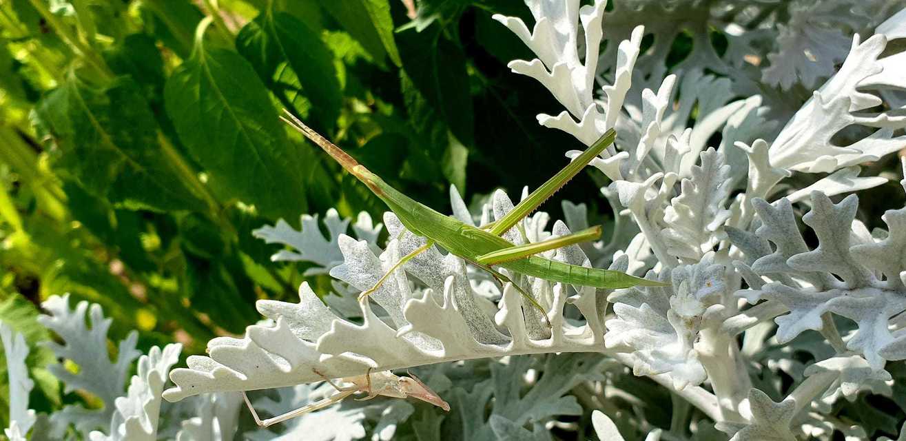 Acrida ungarica - sisakos sáska