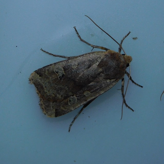 Conistra erythrocephala - vörösfejű őszibagoly