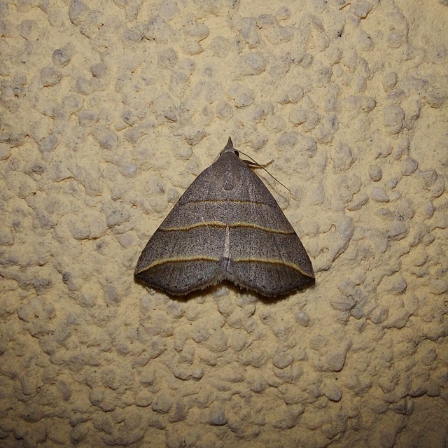 Colobochyla salicalis - háromsávos törpebagoly