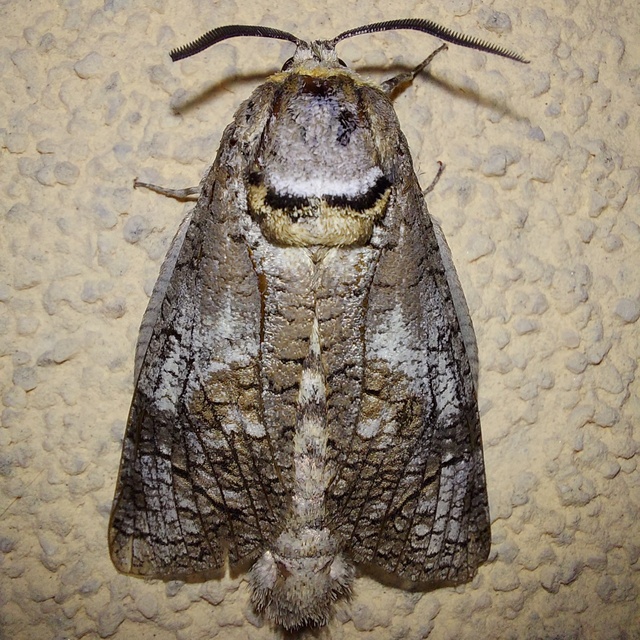 Cossus cossus - fűzfarontólepke