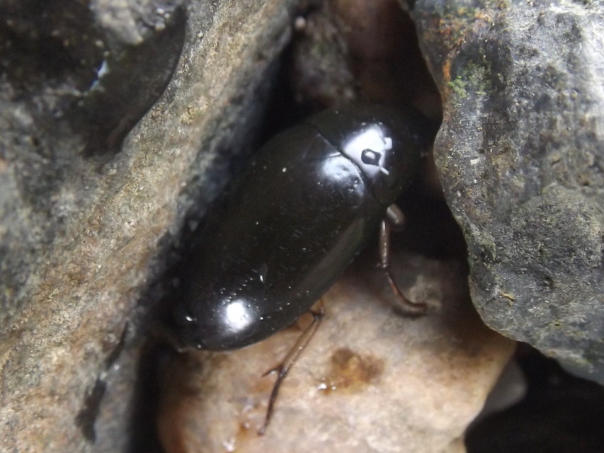 Hydrochara flavipes - sárgalábú csibor