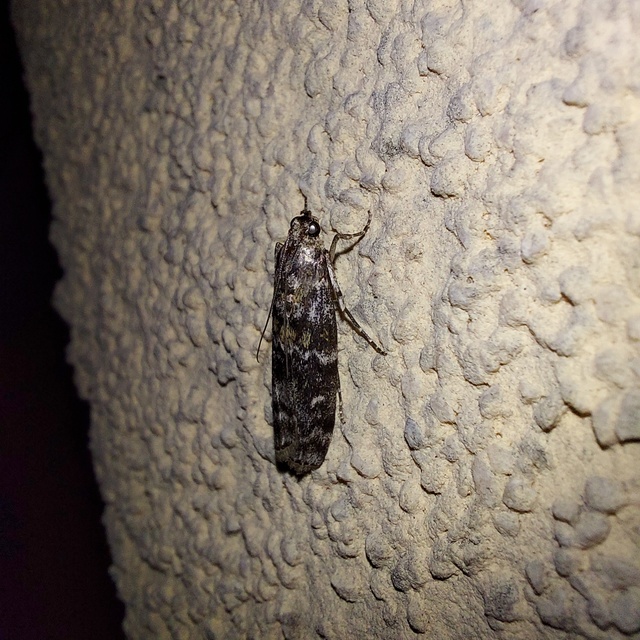 Dioryctria