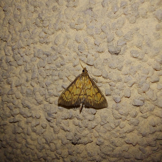 Ecpyrrhorrhoe rubiginalis - rozsdavörös tűzmoly