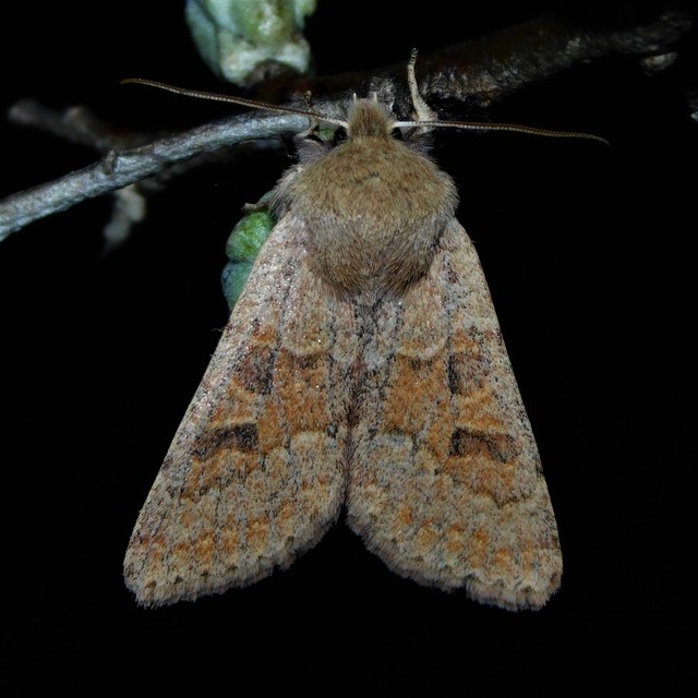 Orthosia miniosa - sárgás barkabagoly