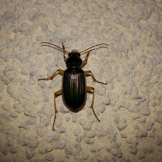 Chlaenius spoliatus - csupasz bűzfutó