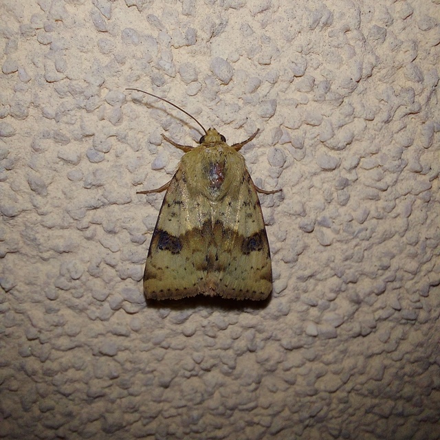 Heliothis viriplaca - mácsonyabagoly