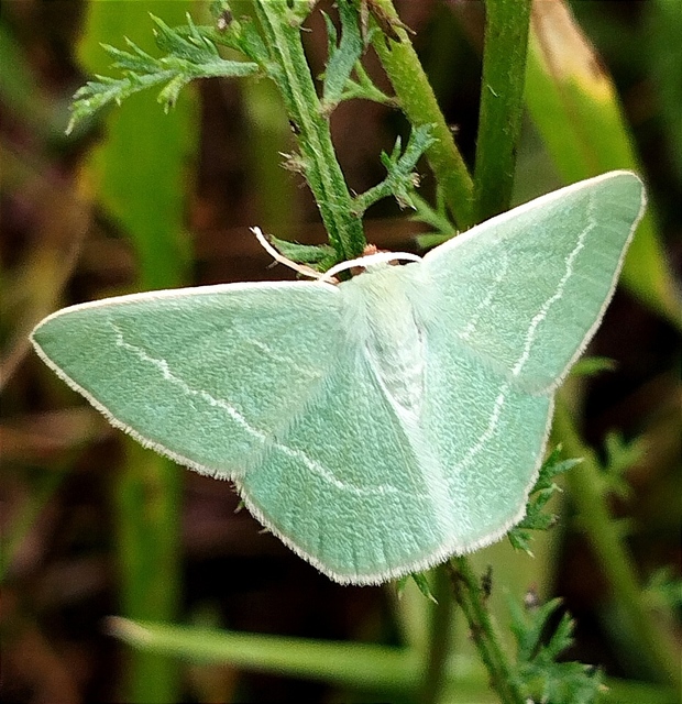 Chlorissa viridata - üdezöld araszoló