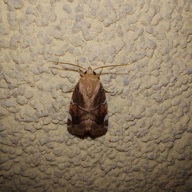 Cosmia diffinis - szilfa-lombbagoly