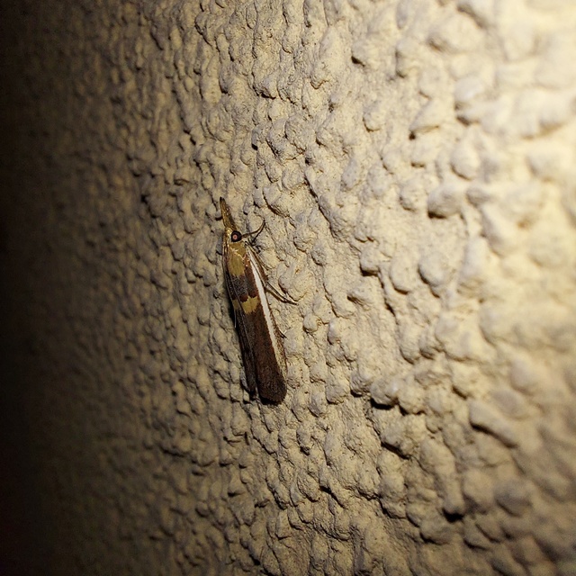 Etiella zinckenella - akácmoly