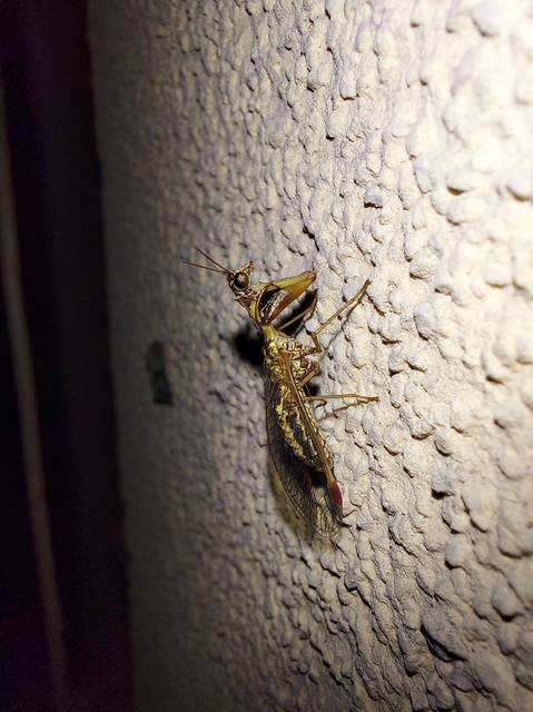 Mantispa styriaca - kétszínű fogólábú-fátyolka
