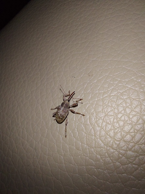 Curculio elephas - gesztenyezsuzsóka