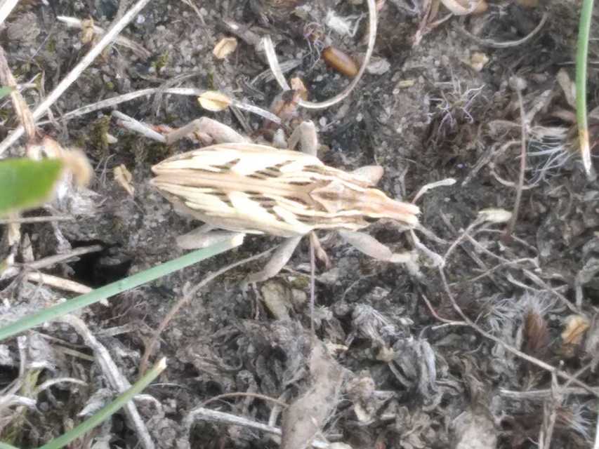 Coniocleonus nigrosuturatus - nyíljegyes barkó