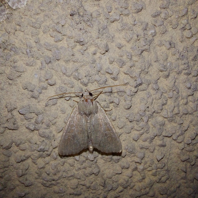 Parastichtis suspecta - sötét erdeibagoly