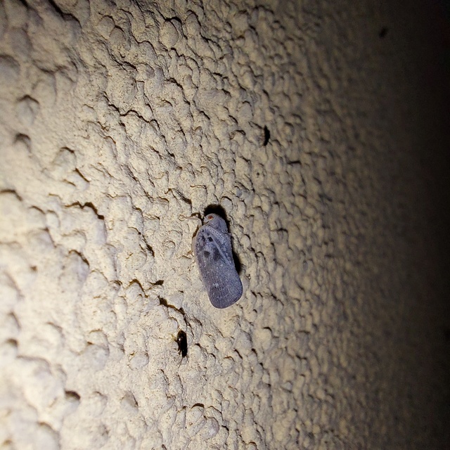 Metcalfa pruinosa - amerikai lepkekabóca