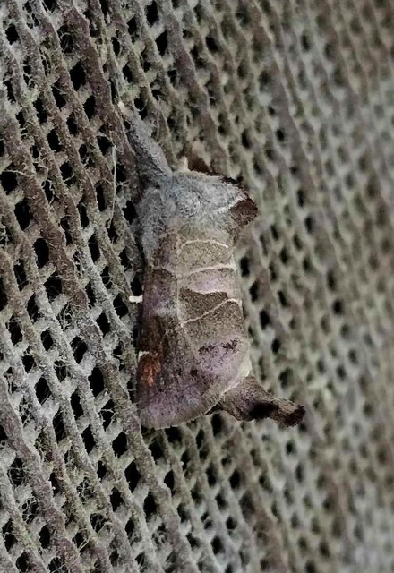 Clostera pigra - apró levélszövő