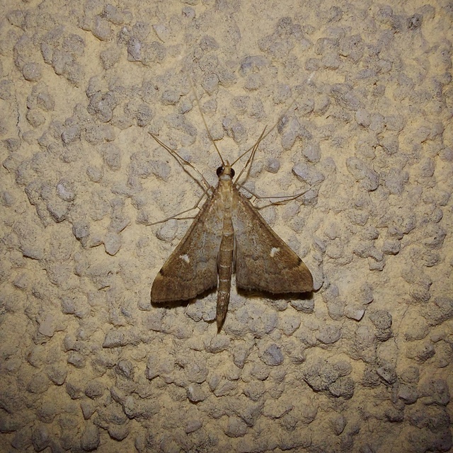 Dolicharthria punctalis - hosszúlábú tűzmoly