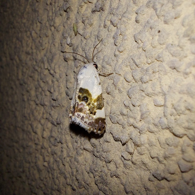 Acontia lucida - fehér nappalibagoly
